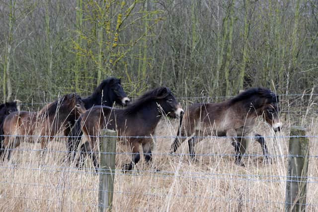 The Exmoor ponies are a popular attraction at Durham Wildlife Trust's Rainton Meadows Nature Reserve, near Houghton.