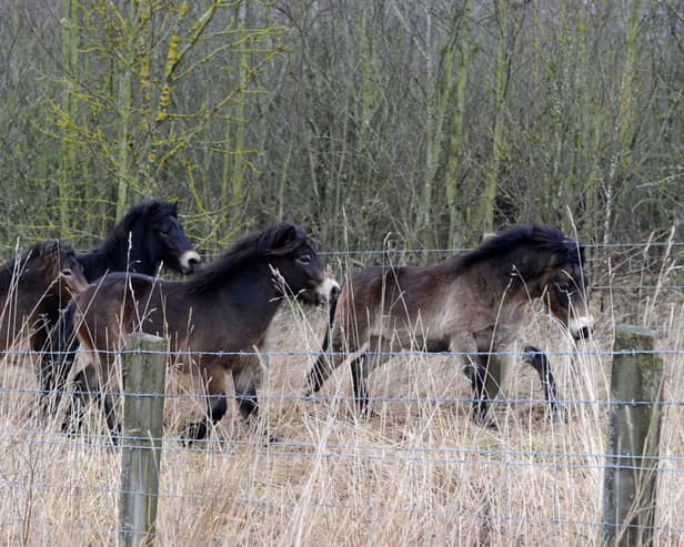 The Exmoor ponies are a popular attraction at Durham Wildlife Trust's Rainton Meadows Nature Reserve, near Houghton.