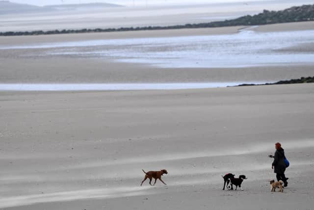 When do the dog beach bans across Sunderland end and are dogs allowed on beaches yet?. (Photo by Paul ELLIS / AFP)