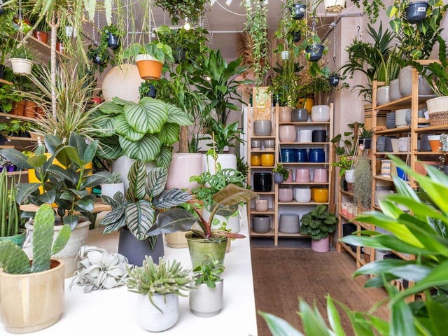 Nestled in the heart of Southsea is an urban jungle for all your house plant needs.
Located at 97 Elm Grove, Rose Clover can help you find the perfect plant as a gift for a loved-one with the added benefit of longevity – making a special place in the home.
Rose Clover can offer expertise in caring for house plants and has a succulents selection as well as plants for direct sun, low light, medium light and low light.
Visit in store or order online by visiting roseclover.co.uk