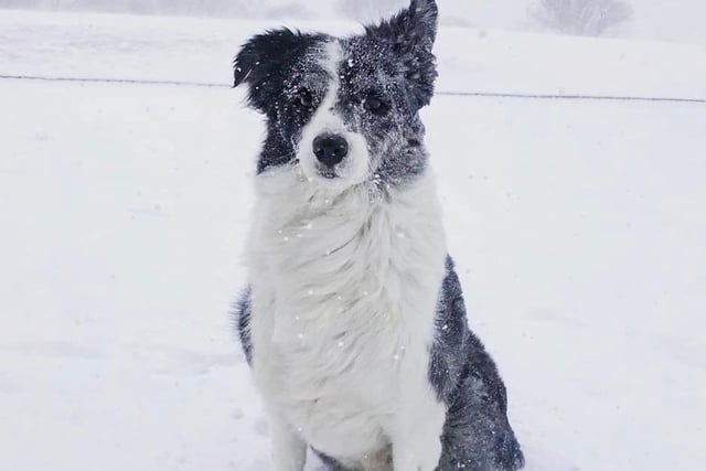 Kheevie the Border Collie doesn't mind a bit of cold weather.