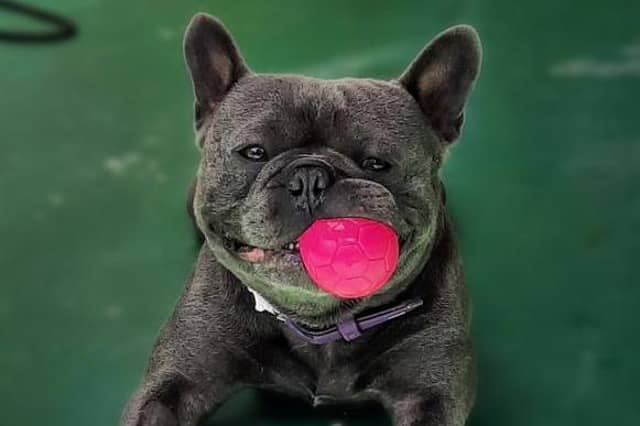 Dogs are seeking their forever homes in the Sheffield area. Photo: Mayflower Sanctuary