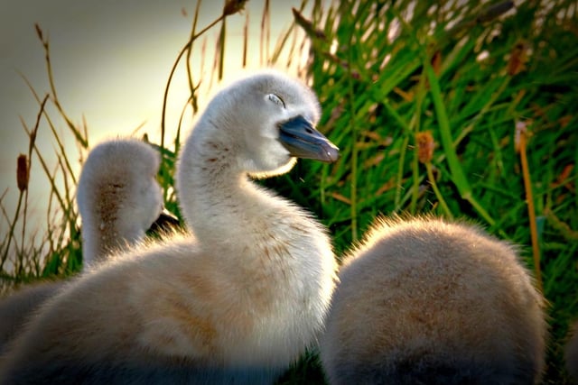 Welcoming new life. A cygnet says hello to the camera.