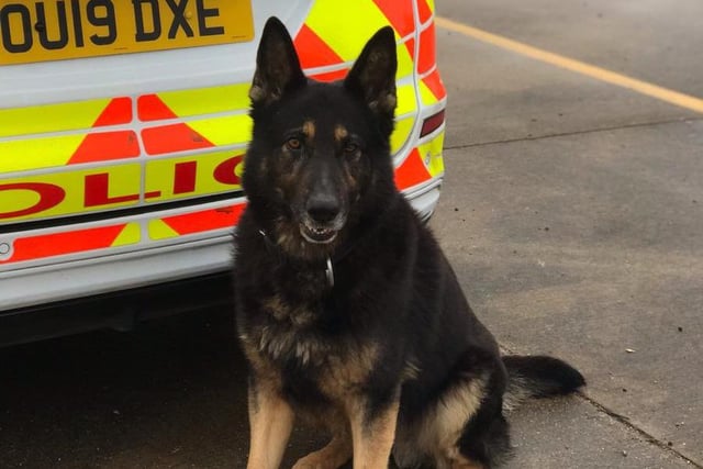 Darth here completed his training at 18 months old, after attending a 12 week general purpose course in 2018. The course gave him the skills to become a fully licensed police dog, responding to a range of incidents.