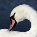File image of a swan c/o Pixabay.