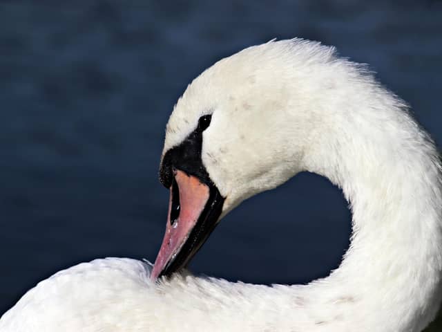 File image of a swan c/o Pixabay.