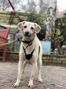 Five year old male Dorel is shy but coming out of his shell; he would need to live with another dog.