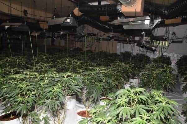 1,200 cannabis plants were seized