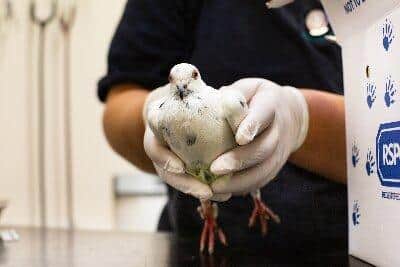 RSPCA WCV save pigeon