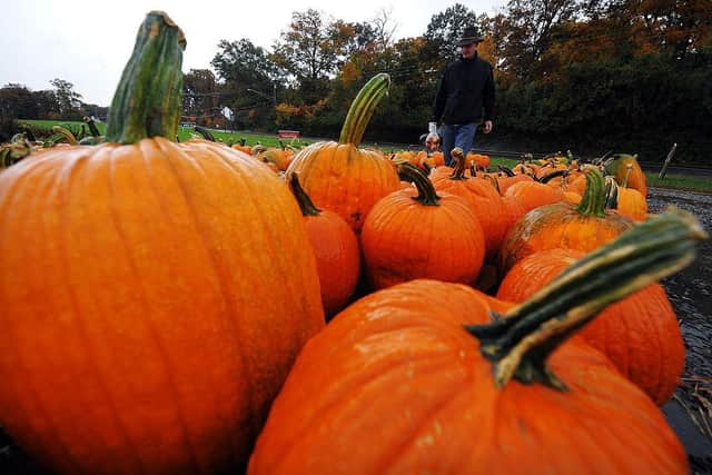 Pumpkin picking in the North East: Patches and farms near me to visit throughout October 2022. Image: Jewel Samad.