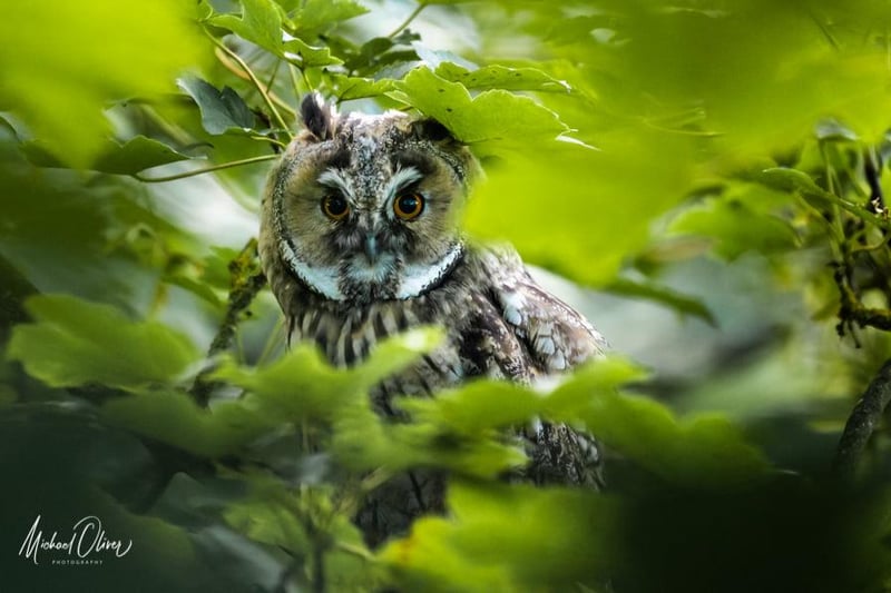 This long eared owl was photographed in woods in Sunderland.
"Like a lot of wildlife photography, a large part of success is good fortune, but you can increase your chances of that luck coming your way with preparation and field skills," said Michael.
"Once I had a rough idea of the area they may be found, it took several visits to find them. The owls tend to be well hidden but the call of the young is a significant help when setting up this shot. This youngster was calling its parent regularly, probably for food and so gave up its tricky hideaway."
