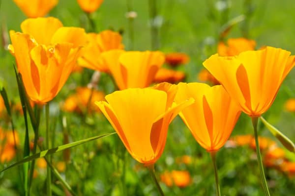 Orange California poppies bloom in spring