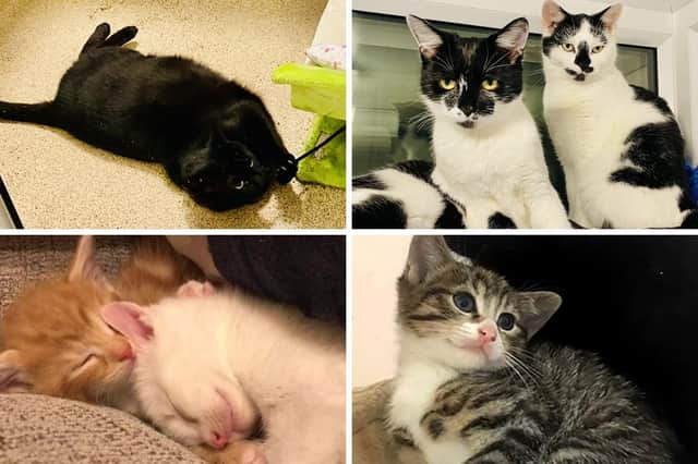 Rescue cats are looking for their forever homes