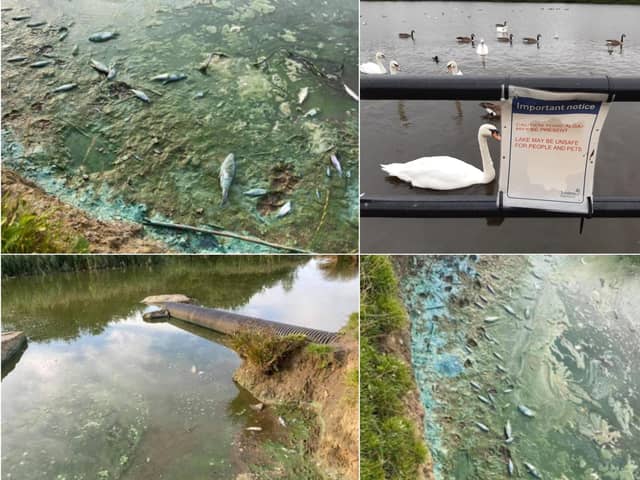 A toxic blue-green algae has formed on the lake at Herrington Country Park.