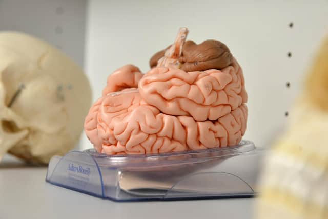 A replica human brain