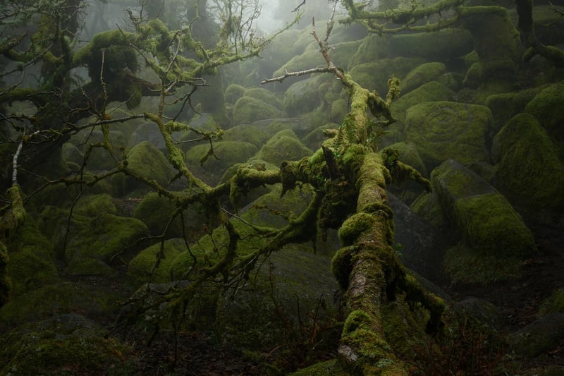 Neil Burnell, 45, has spent years shooting settings in a unique way and admits he was inspired by Star Wars - particularly Yoda's refuge on Dagobah. A full-time photographer from Brixham, Devon, Neil's images fall into six themes - named Visions, Chrome, Unknown, Delicate, Deep Blue, and Mystical.