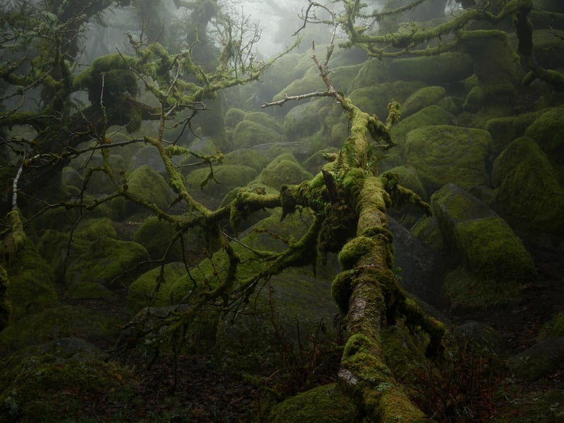 Neil Burnell, 45, has spent years shooting settings in a unique way and admits he was inspired by Star Wars - particularly Yoda's refuge on Dagobah. A full-time photographer from Brixham, Devon, Neil's images fall into six themes - named Visions, Chrome, Unknown, Delicate, Deep Blue, and Mystical.