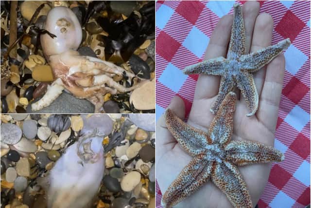 Starfish and squid washed up on the coast along Seaham./Photo: Laura Shemmings