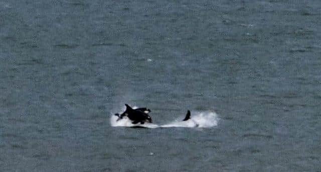 Wildlife confirms orcas pictured off the Seaham coast by Tim Ward.