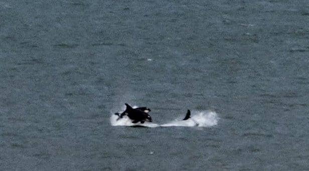 Wildlife confirms orcas pictured off the Seaham coast by Tim Ward.