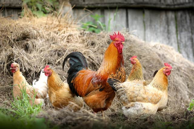 Poultry owners must comply with restrictions to limit the spread of bird flu.