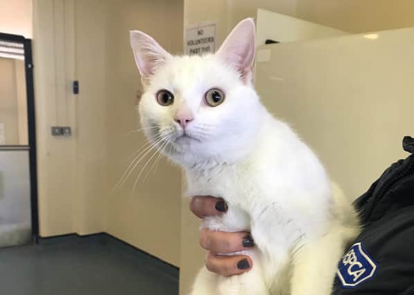 Casper the cat which has been rehomed by the RSPCA after being found in Sunderland.