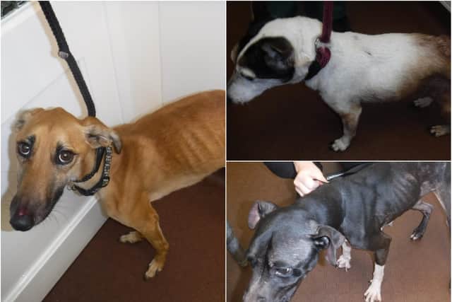 How three of the dogs looked after the RSPCA's arrival at the pets's Sunderland home.