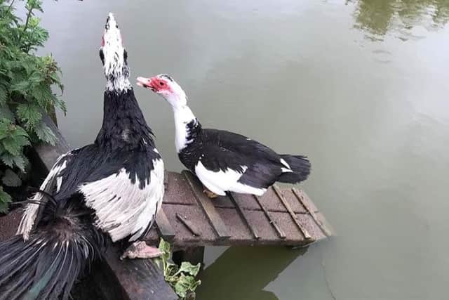 The two Muscovy ducks have already mated.  Photo credit: Ashleigh Ferguson