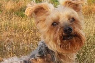 Owners offer a £500 reward for the return of 13-year-old Yorkshire terrier Dylan who vanished while walking  at Curbar Edge on July 30, 2020.