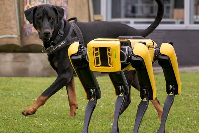 University of Sunderland's Faculty of Technology’s new robotic dog meets real dog Diego during its tour of the St Peters Camus. Photo: David James Wood.