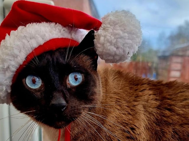 Look at those beautiful blue eyes on Chester the cat.