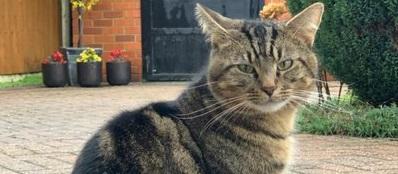 Male tabby three-year-old Loki went missing from Dronfield on July 11, 2020, a fortnight after his owners moved home.