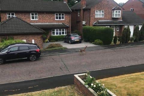 The deer on the move in the street.