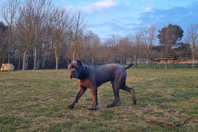 Six-month-old Bronson is a Cane Corso puppy. Look at him go!