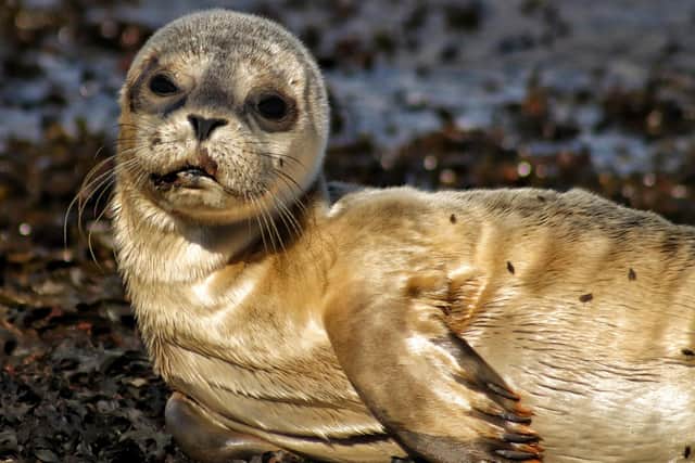 "I'm ready for my close up ..." A striking portrait of the seal. Picture: Ian Maggiore.
