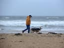 The BVA has said there is currently no link between visiting the region's beaches and a rise in dog vomiting cases.