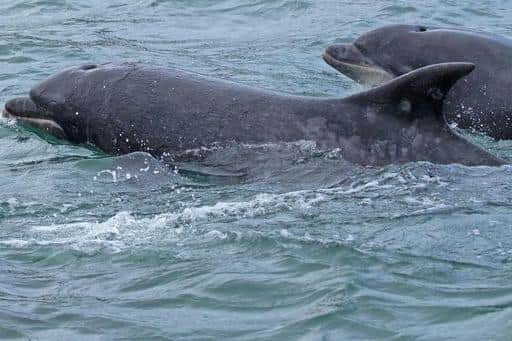 It's no uncommon for dolphins to visit English shores in the warmer weather. Photo: Stuart Baines