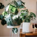 Vitesy introduces the only natural and sustainable air purifier in the market today, Natede Smart.