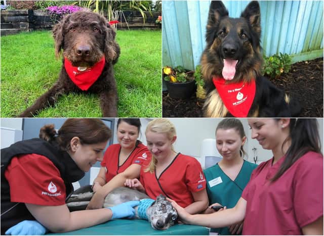 Pet Blood Bank UK are calling on dogs to become blood donors.