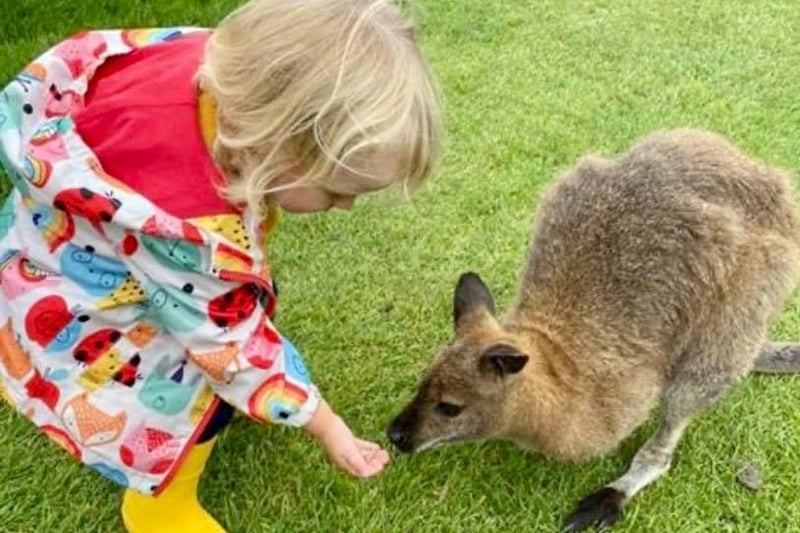 Walter the Wallaby with a young visitor during one of the park's previous daily Wallaby Encounters.