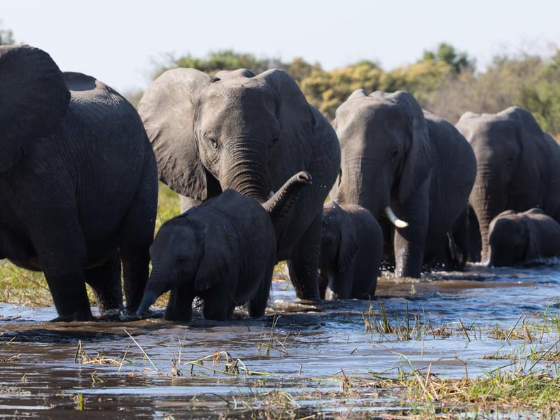Children can be captivated by one of nature's most majestic animals with director Mark Linfield's documentary film that follows a family of African elephants making the epic journey of their ancestors. It's narrated by Meghan, The Duchess of Sussex, and is available on Disney Plus.