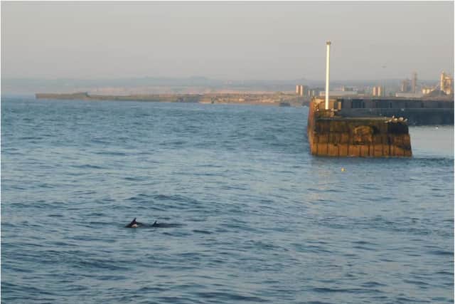 Have you spotted any dolphins near Roker?