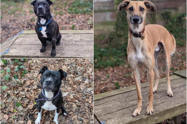 These dogs have all made a "magnificent recovery" after they were discovered in an emaciated condition during an RSPCA investigation into their former Sunderland owner.