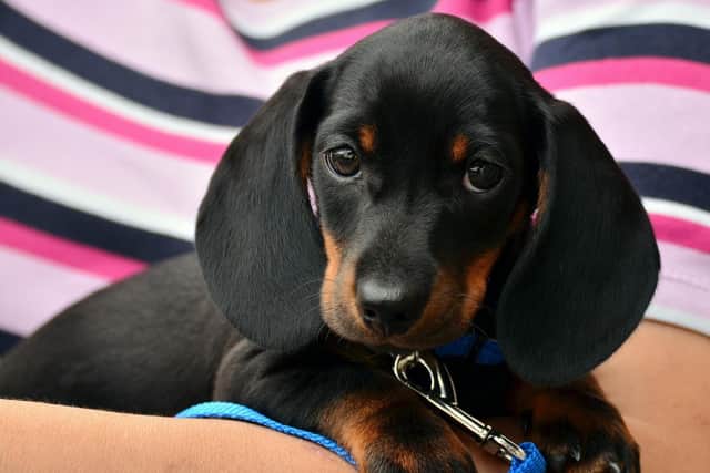 Dachshunds in the Far East are cruelly treated before being slaughtered as a delicacy, say the walk's organisers.