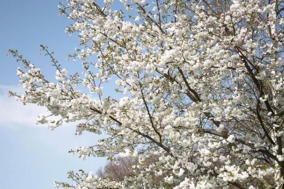 These blossoms photographed by @anna_rei11y are just lovely.