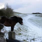 Ponies in the snowfall on Cleadon Hills.