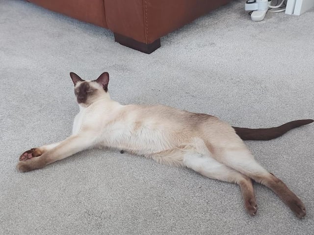 Lucy sunbathes during the heatwave.