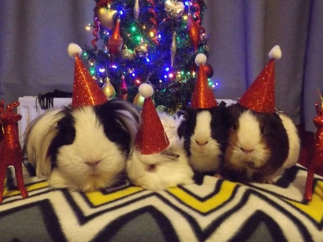Domino, Luna, Tia and Honey look ready for a spot of carolling in their matching Santa hats. Take it away!
