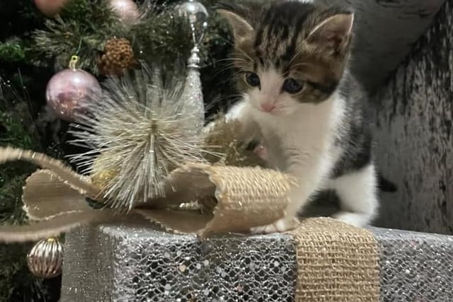 At just five weeks old, most festive outfits are too small to fit Rosie the kitten. But she's still getting into the Christmas spirit!