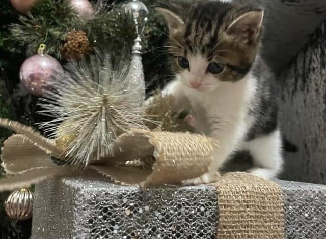 At just five weeks old, most festive outfits are too small to fit Rosie the kitten. But she's still getting into the Christmas spirit!